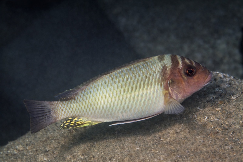 Petrochromis orthognathus 'Magara'